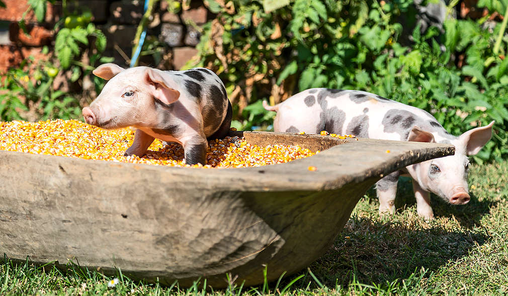 OPG San - domaća svinjetina