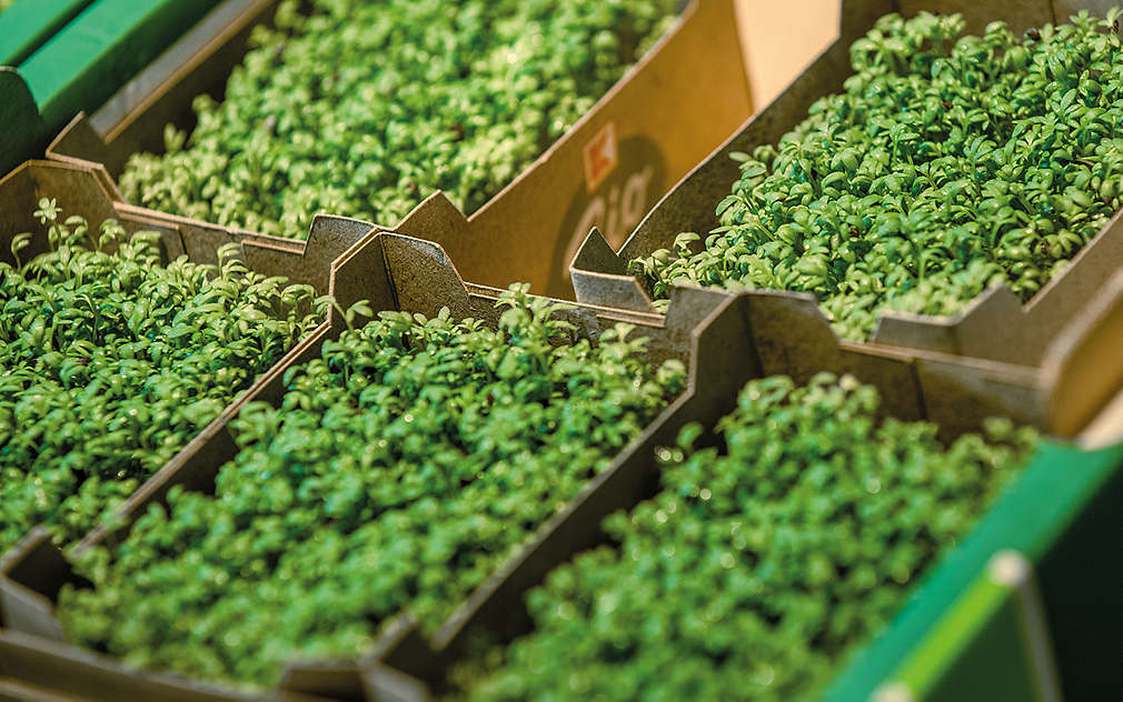 Bedýnky s čerstvou řeřichou