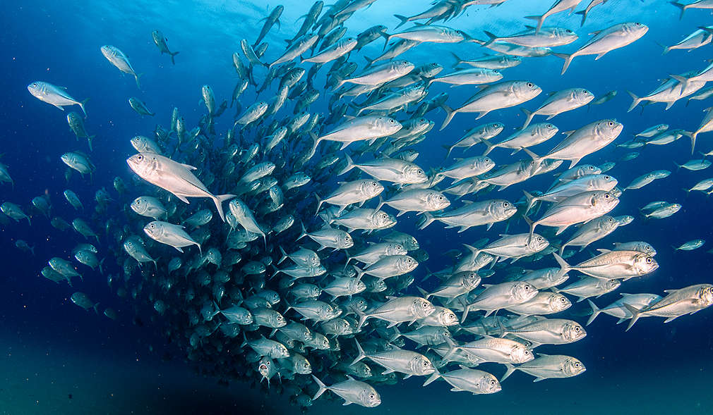 Рибен пасаж 