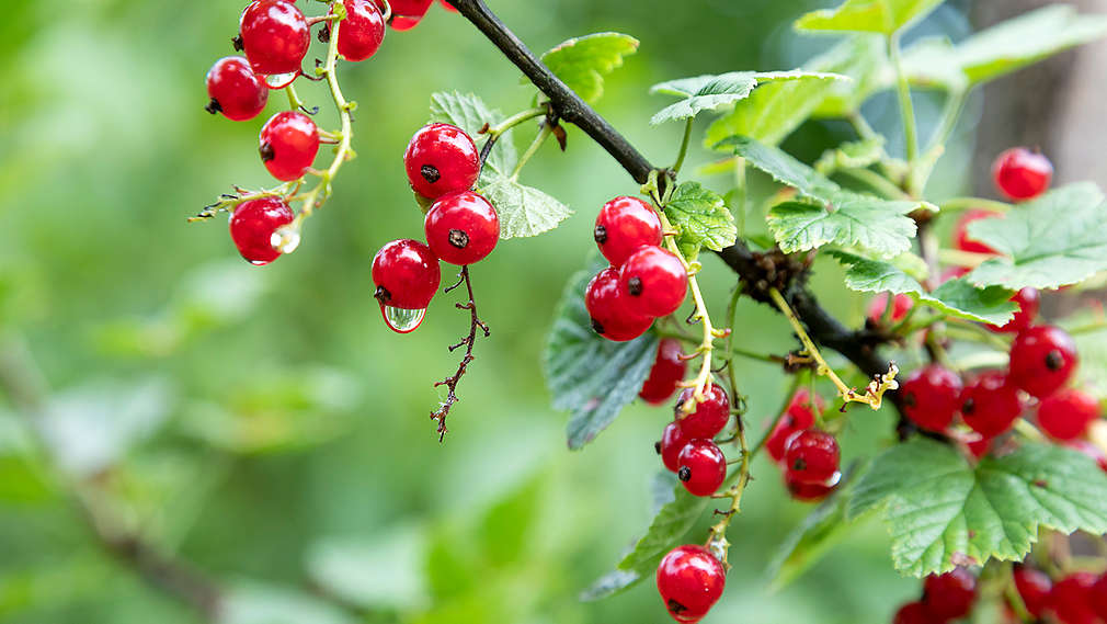 Kaufland - OPG Ivančan - Ribizl