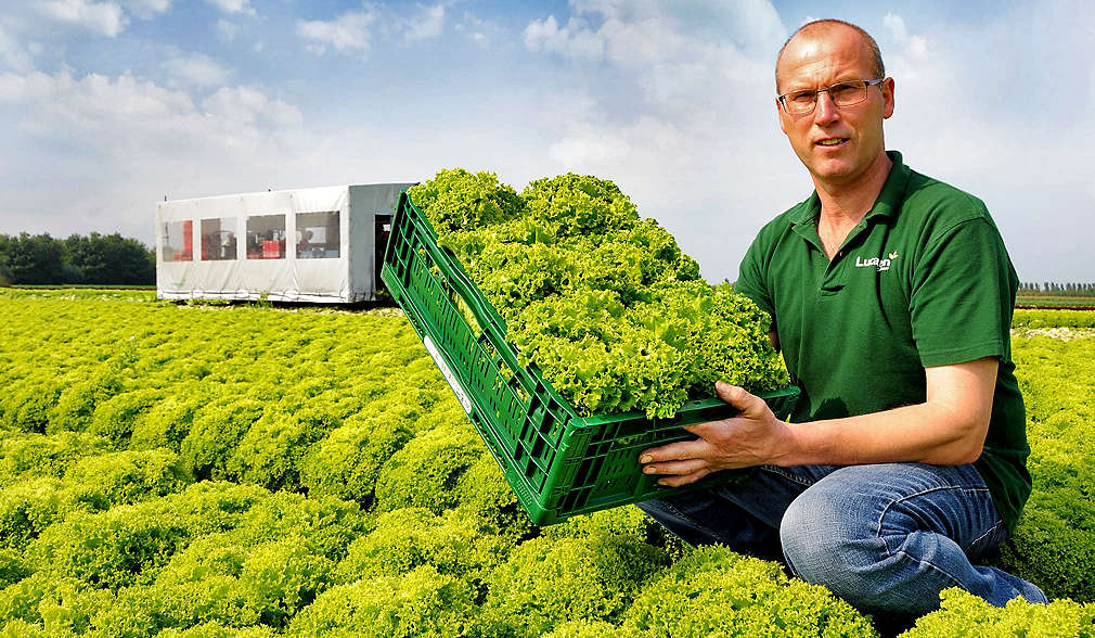 Landwirt hält Mehrwegsteig mit Salatköpfen