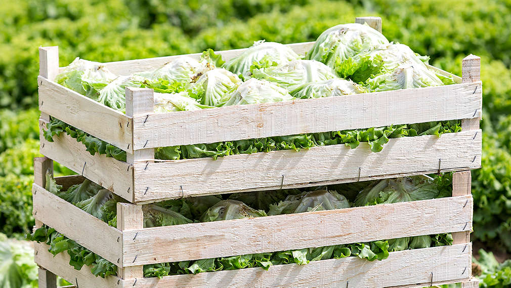 Salata - Agrosan - Kaufland - kašeta - gajba