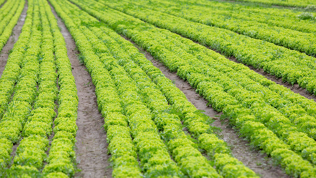 Salata - Agrosan - Kaufland - polje