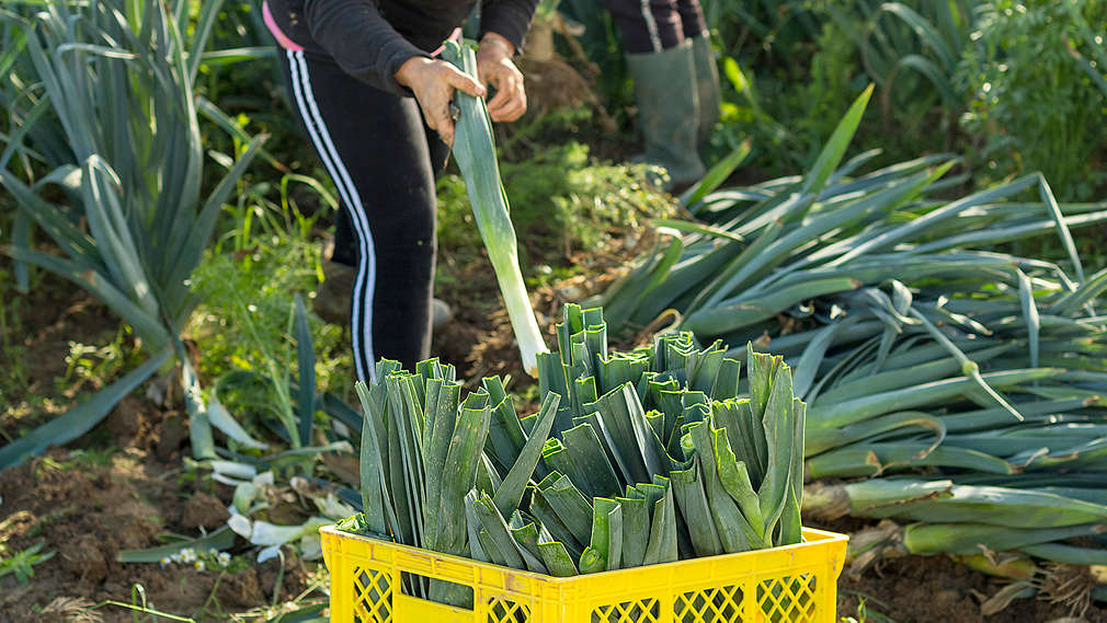 Salata - Agrosan - Kaufland