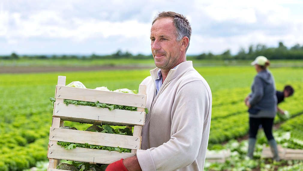 Salata - Agrosan - Kaufland