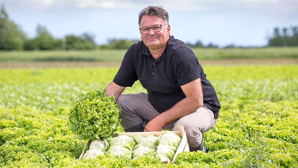 Salata - Agrosan - Kaufland