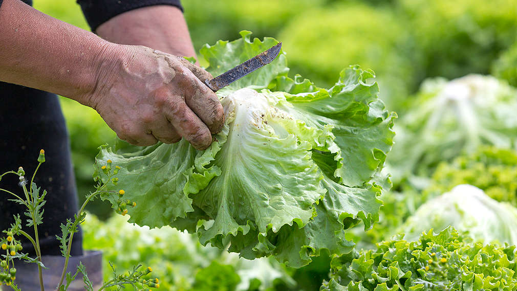 Salata - Agrosan - Kaufland