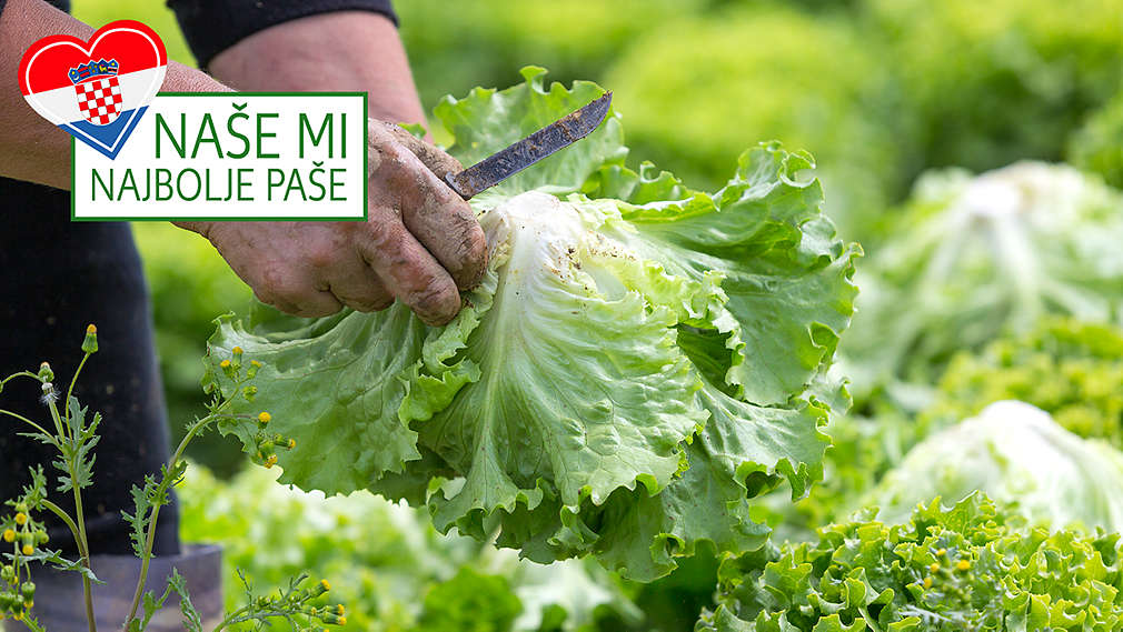 OPG Agrosan - domaće povrće uzgojeno pored jezera Novo Čiče