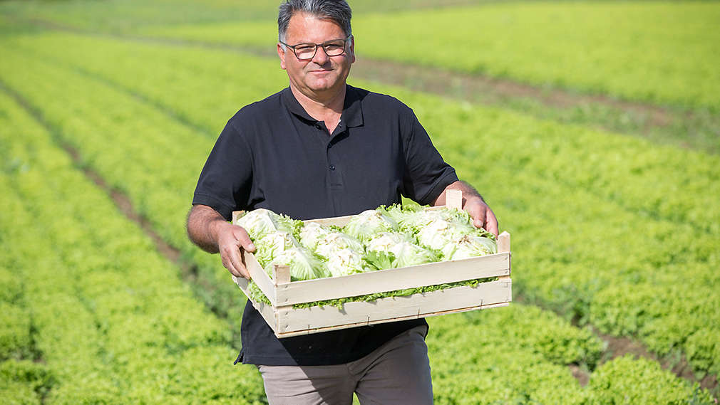 Salata - Agrosan - Kaufland - vlasnik -polje