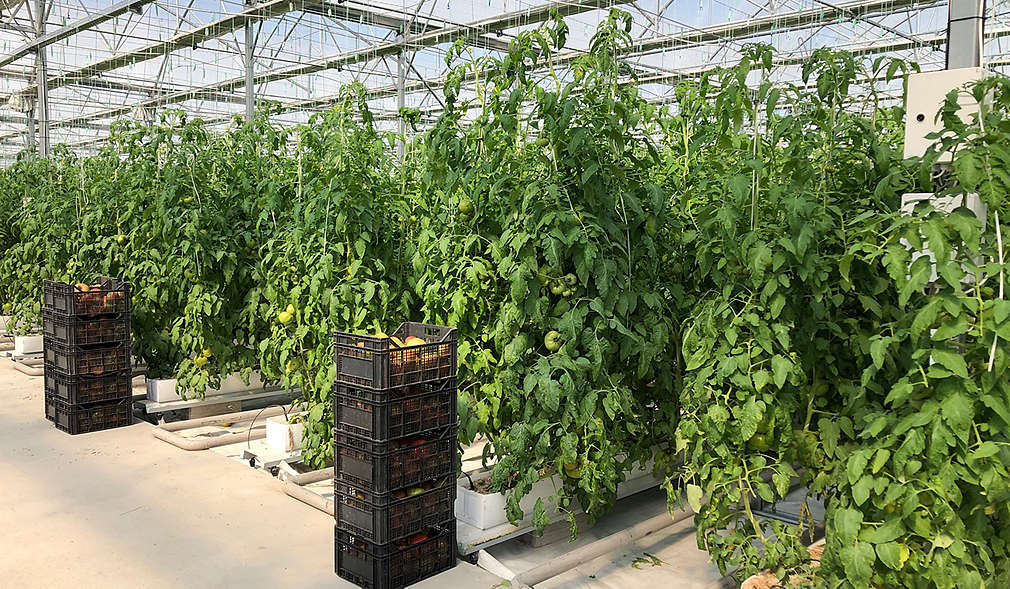 Нашите производители - семейство Зайчеви