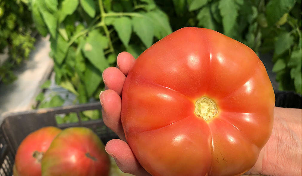 Нашите производители - семейство Зайчеви