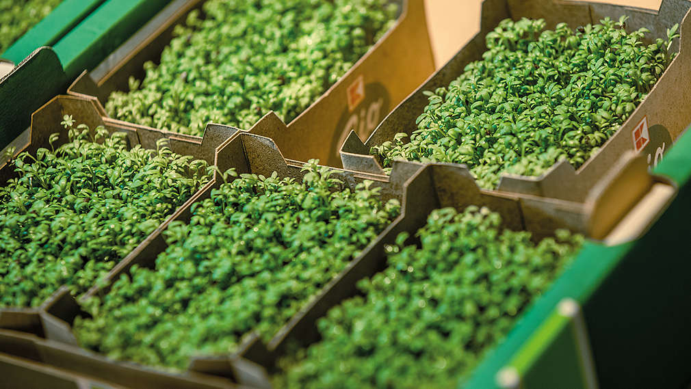 Изображение на картонени щайги