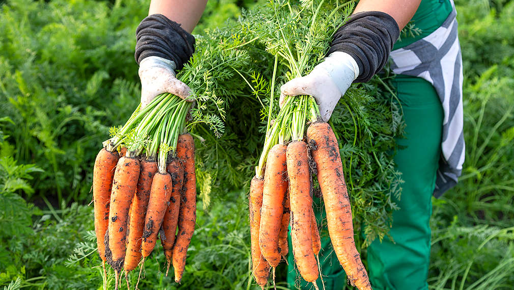 Kaufland ponuda - mrkve