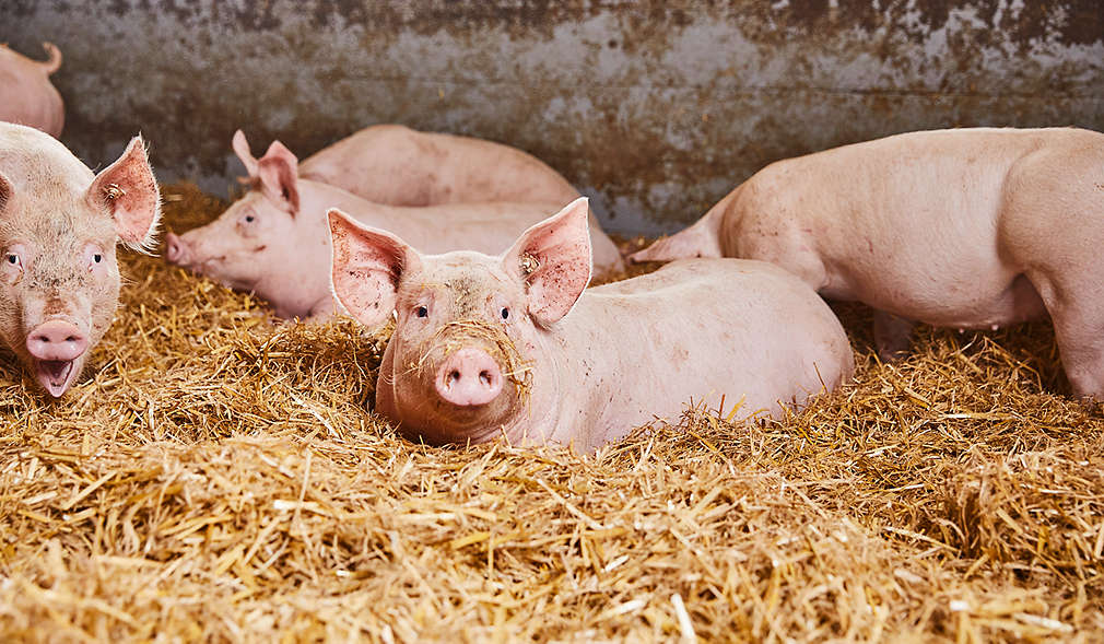 Schweine liegen im Stroh