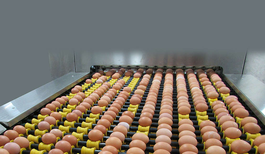 Нашите производители - Яйца и птици Зора