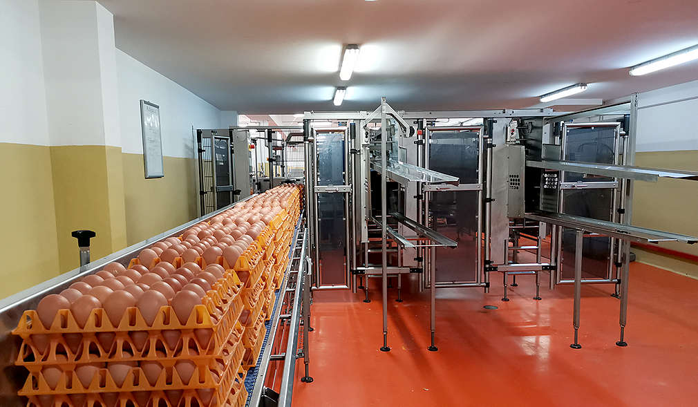 Нашите производители - Яйца и птици Зора