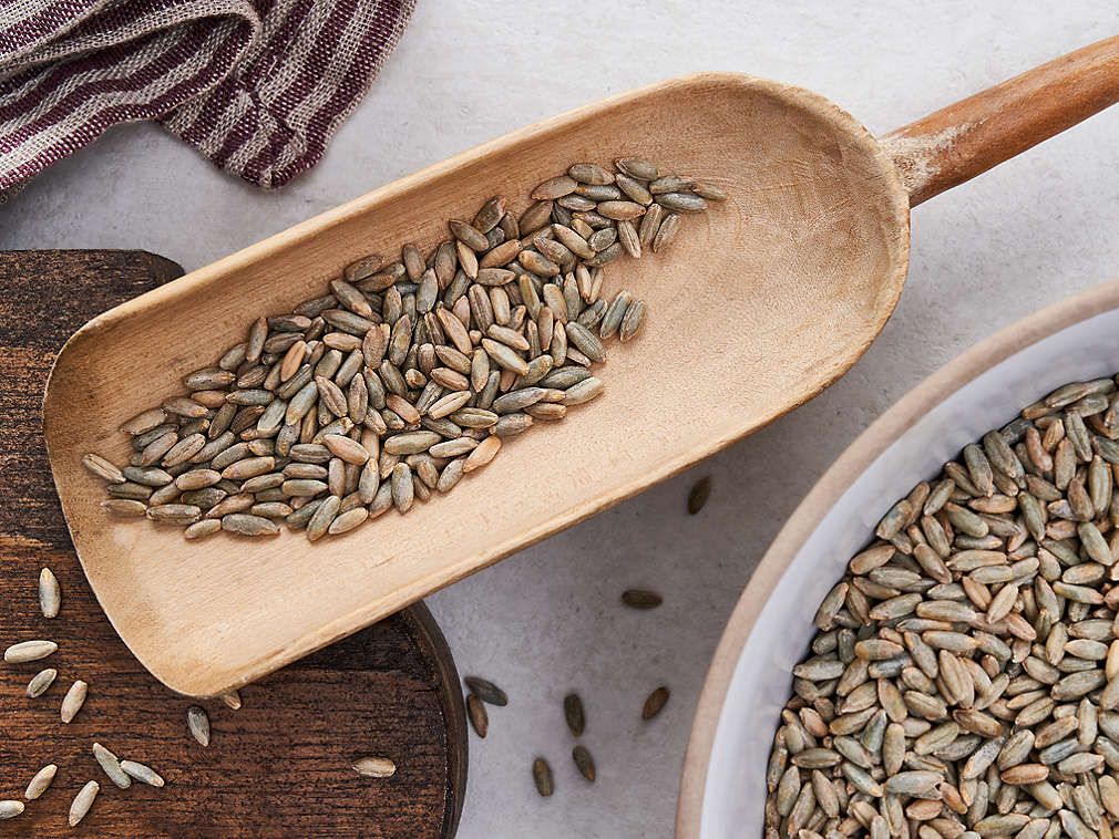 Roggen in der Detailansicht