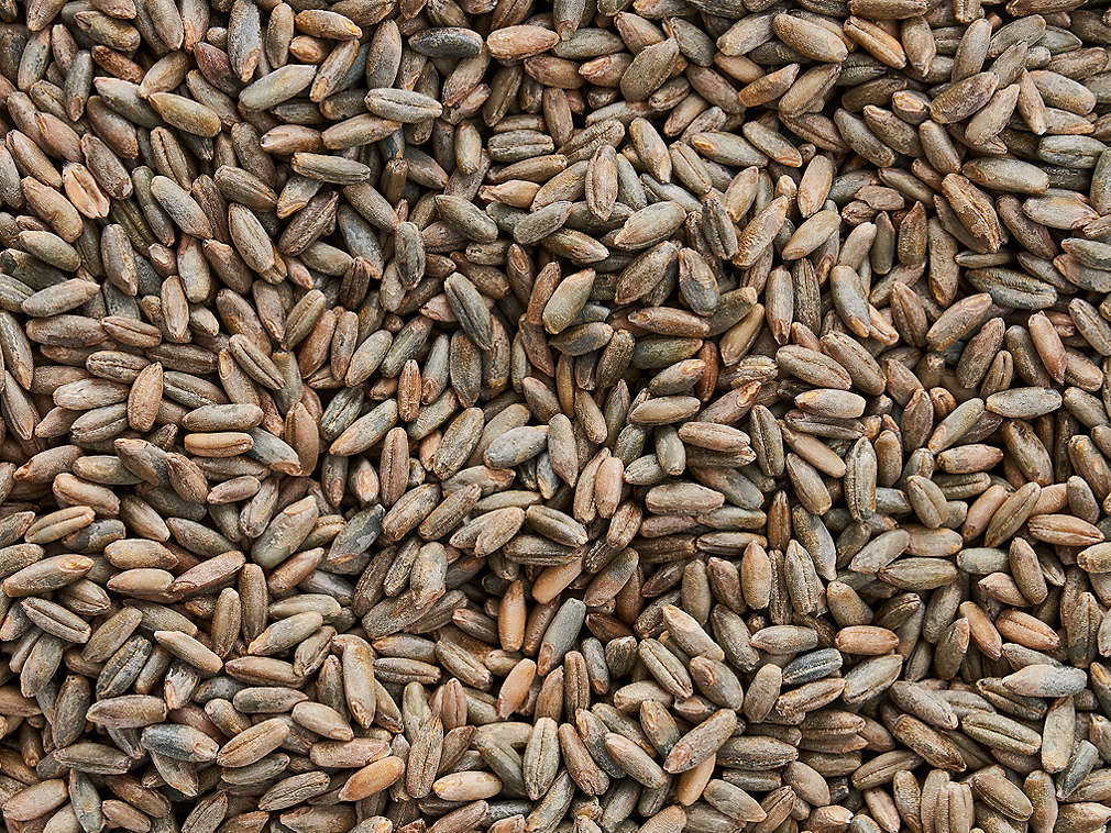 Roggen in der Detailansicht