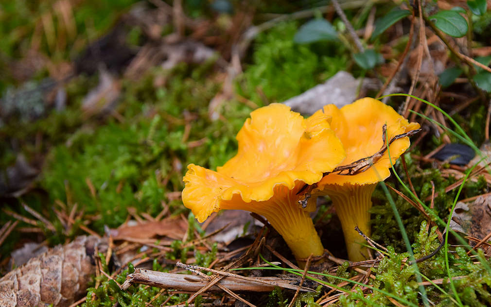 Dwie duże kurki na leśnym mchu.