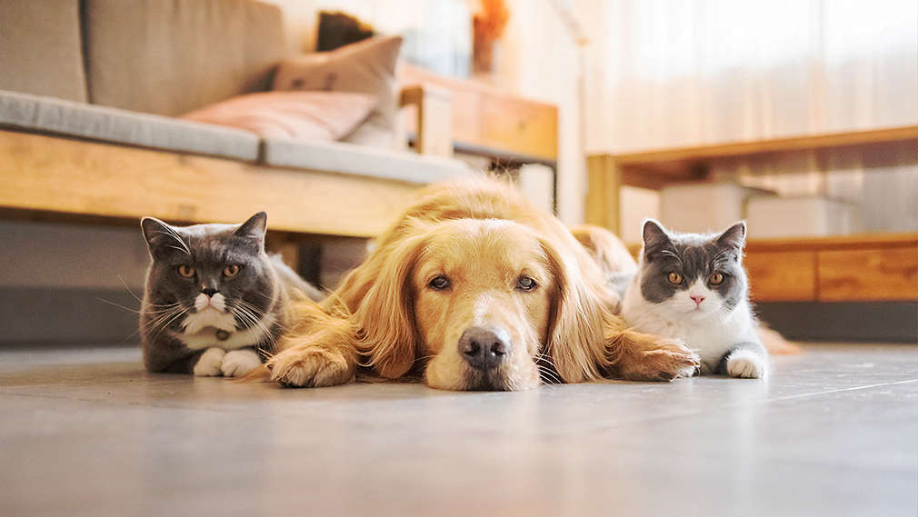 Две котки и едно куче между тях лежат на пода в дневната с лице към камерата.
