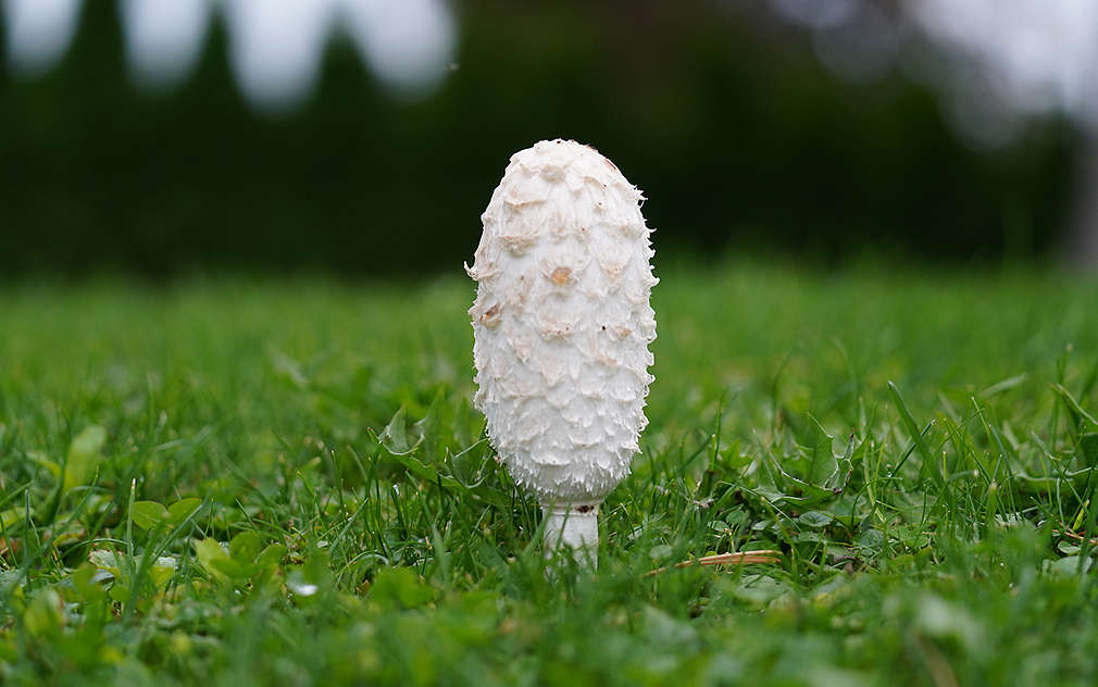 Czernidlak kołpakowaty na trawie.