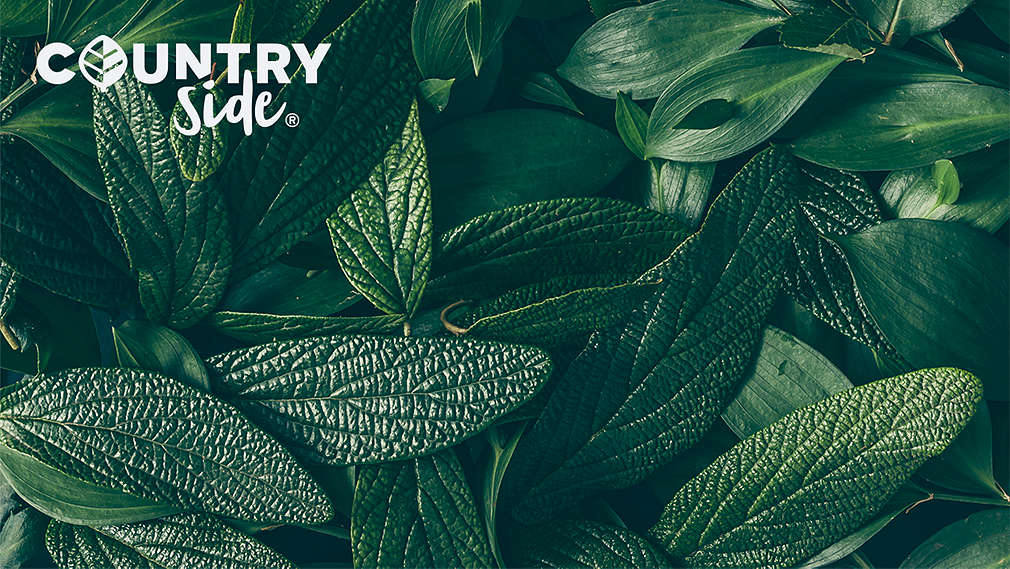 Countryside logo on real leaf background