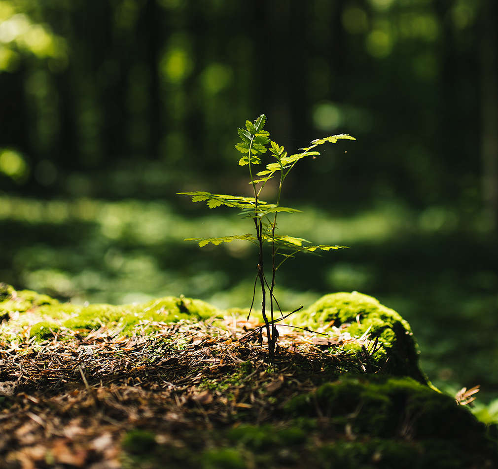 Изображение на зелена гора