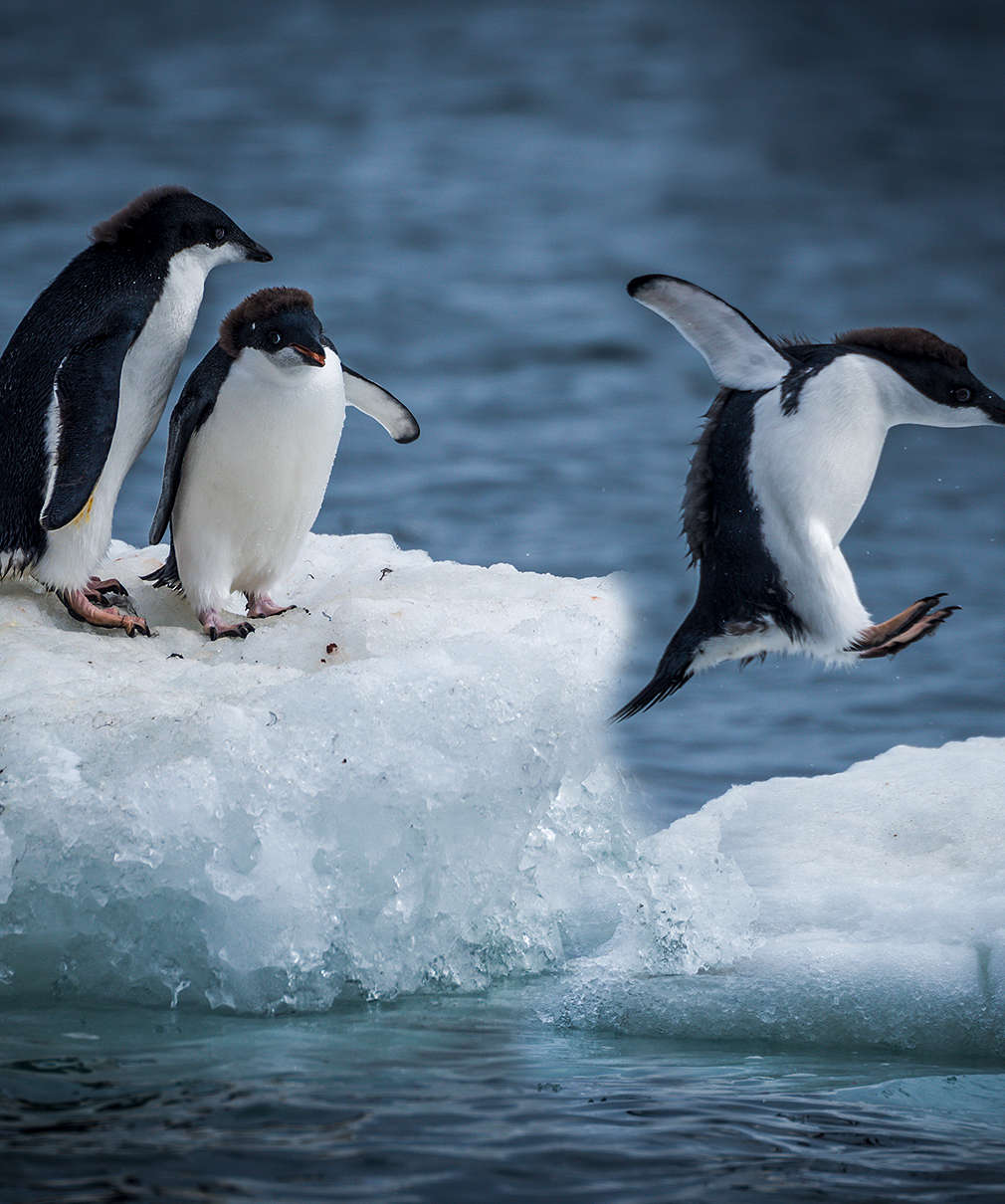 Изображение на пингвини, които прескачат между ледени блокове
