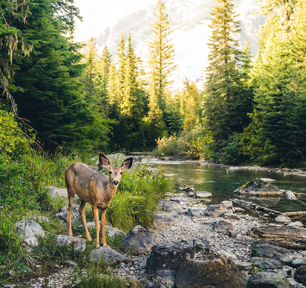 Czystość środowiska