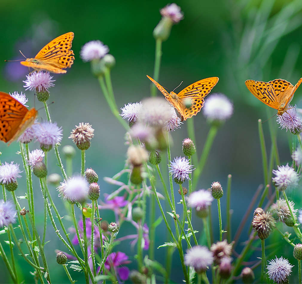 Изображение на пеперуди и цветна поляна