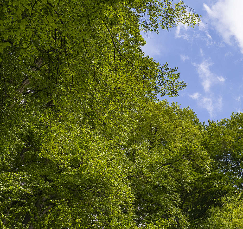 Изображение на корони на зелени широколистни дървета на фона на синьо небе