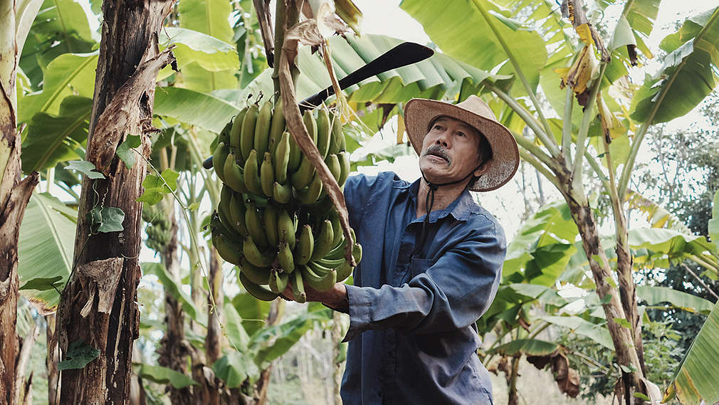 Mężczyzna zbierający banany