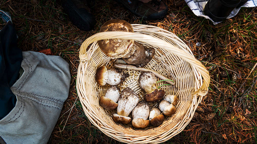 Ciuperci porcini într-un coș rotund, văzut de sus, pe solul pădurii. Se pot vedea o mână, o pătură și o sticlă.