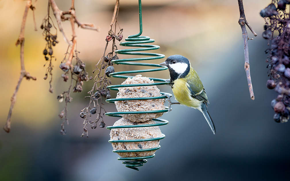Adult Sightseeing envy Hrană pentru păsări făcută în casă: cum să o prepari chiar tu | Kaufland