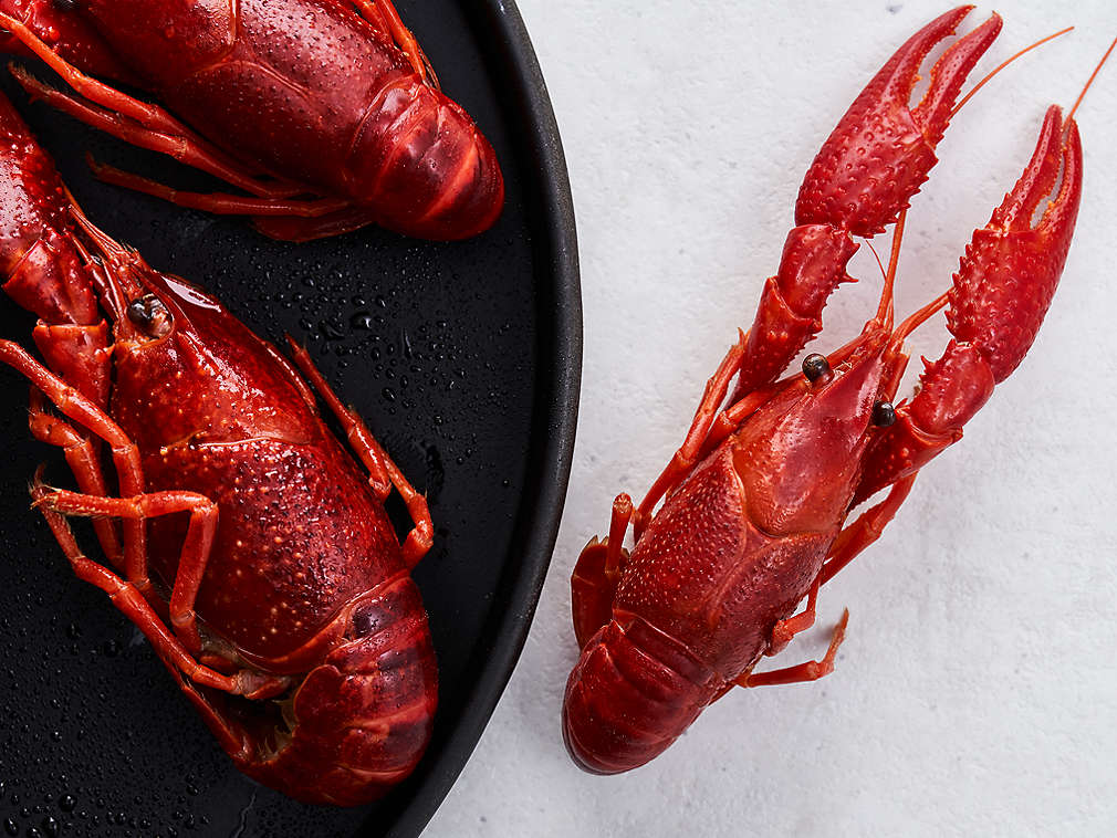 Rac de apă dulce proaspăt în detaliu