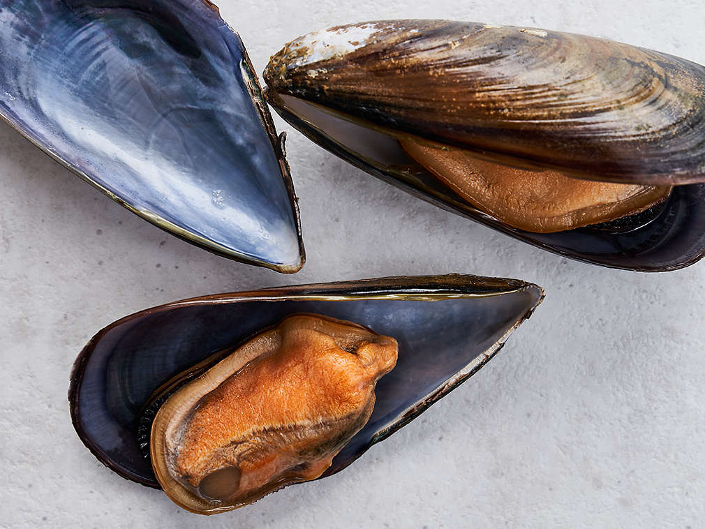 Świeże omułki jadalne – szczegółowe informacje