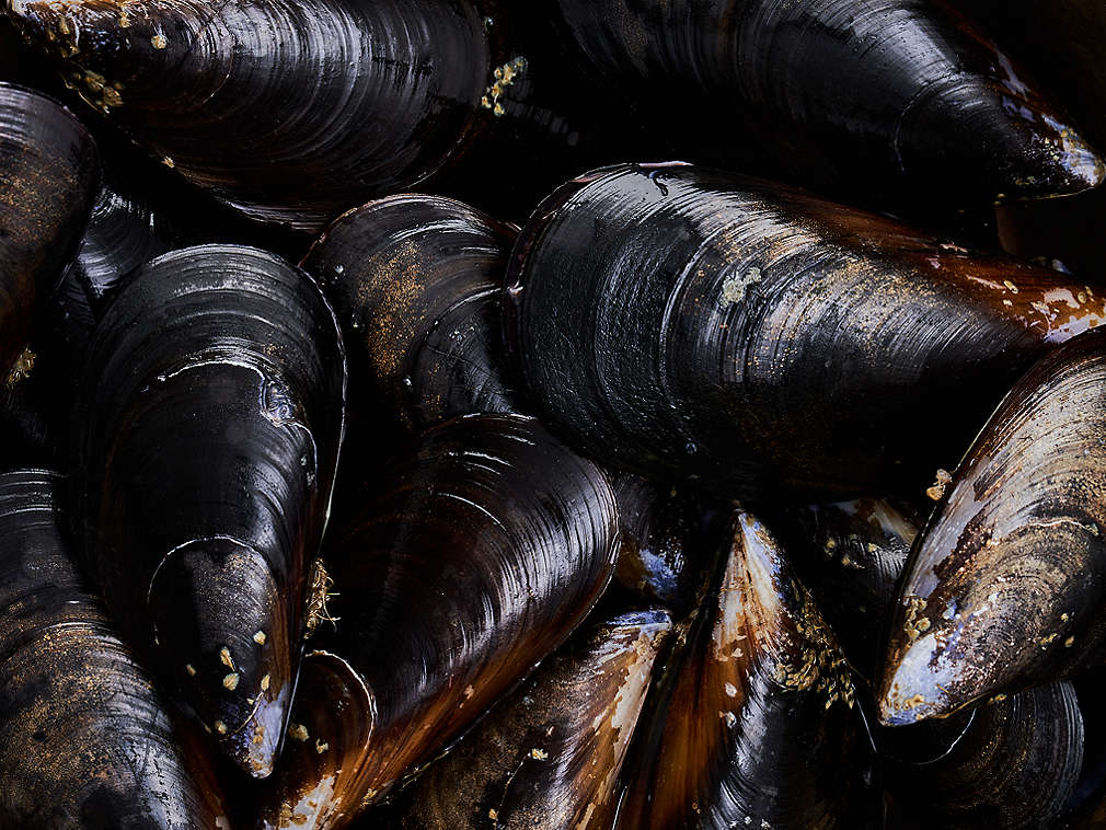 Świeże omułki jadalne – szczegółowe informacje