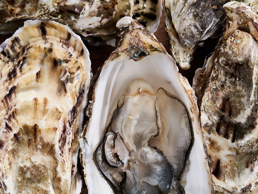 Čerstvé ústřice v detailním pohledu