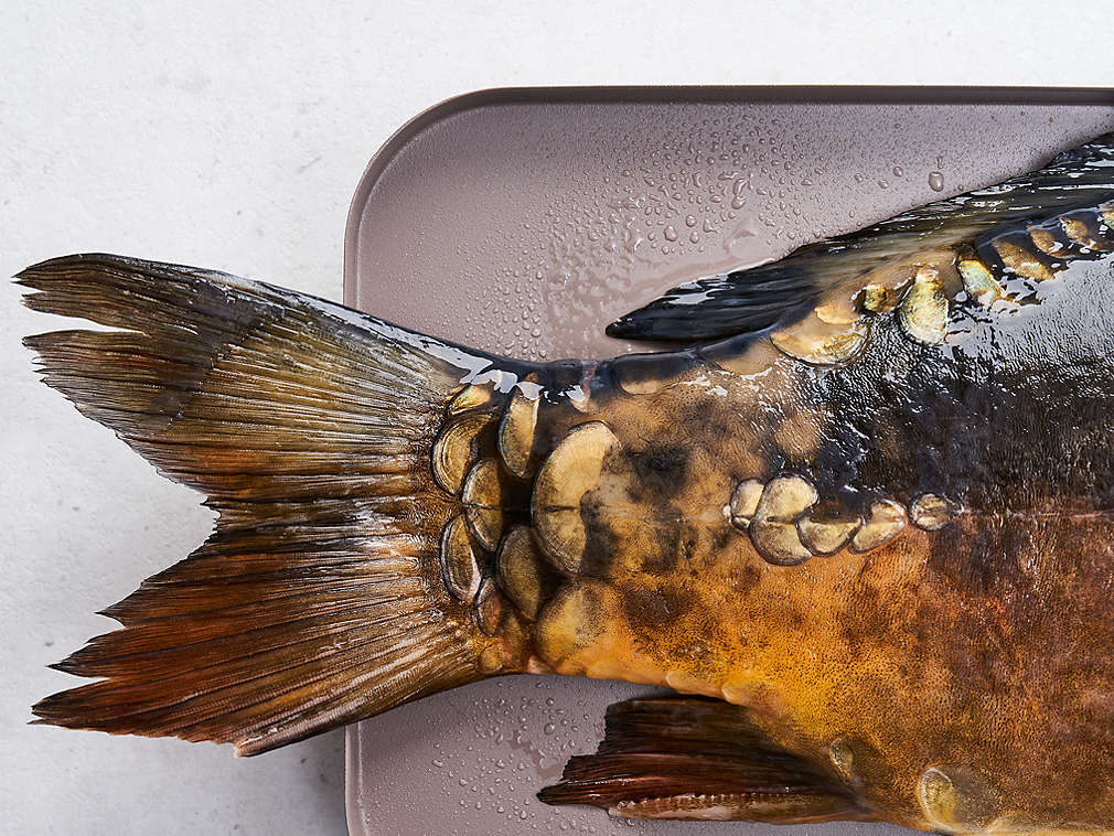 Świeży karp – szczegółowe informacje