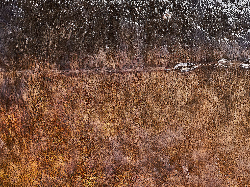 Świeży karp – szczegółowe informacje