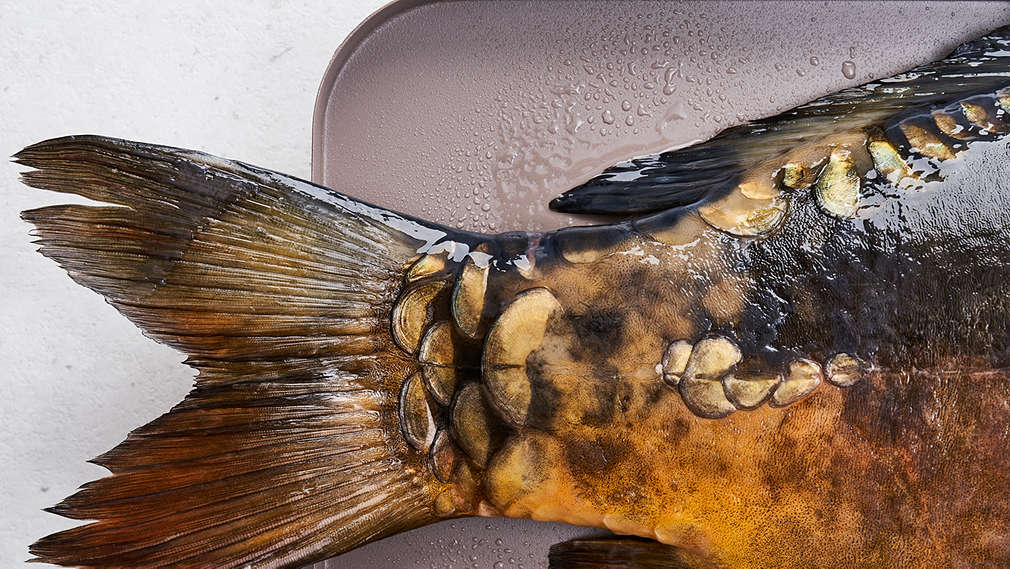 Изображение с карпами