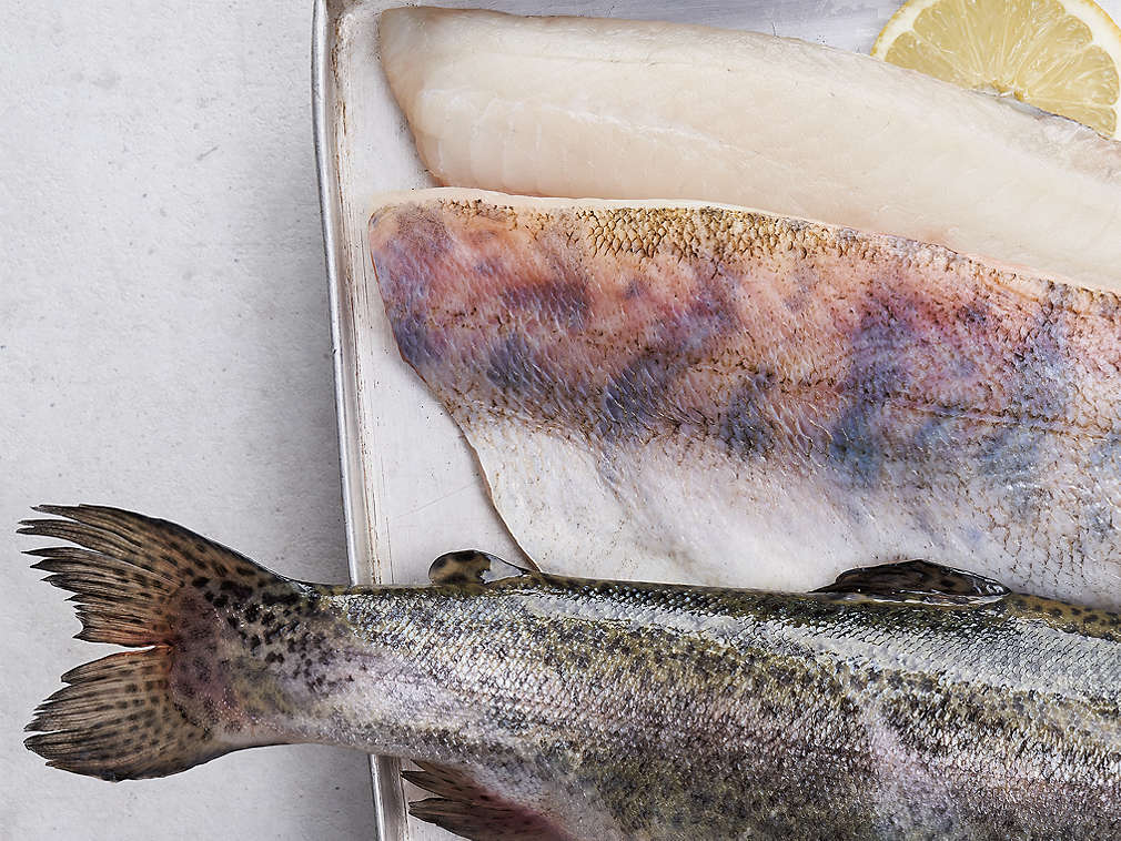 Свежая пресноводная рыба, подробный вид