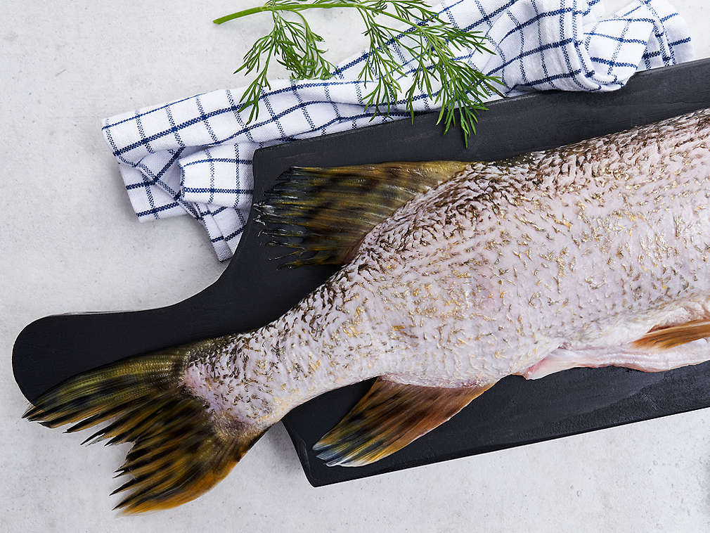 Детайлно изображение на прясна щука