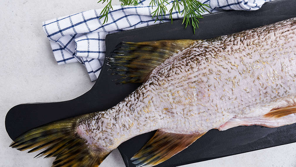 Изображение со щукой