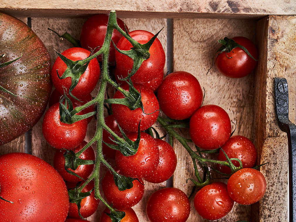Свежие томаты, подробный вид