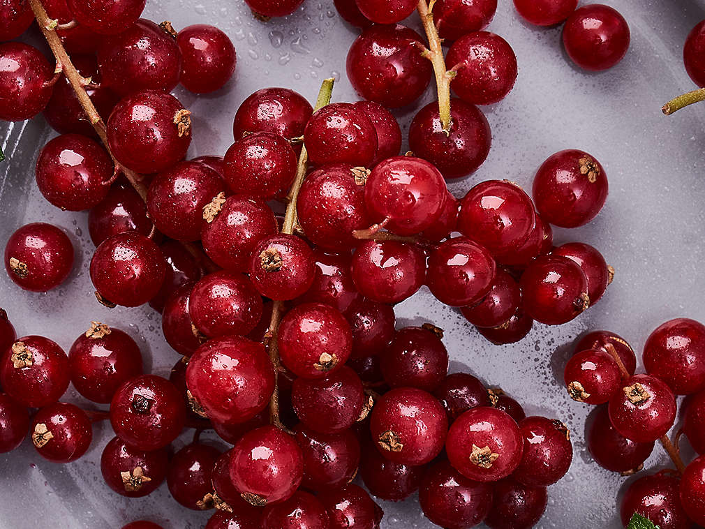 Coacăze proaspete, în detaliu