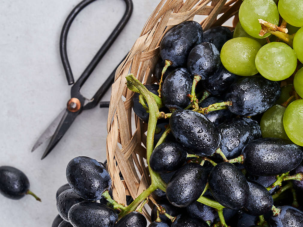 Detailný pohľad na čerstvé hrozno