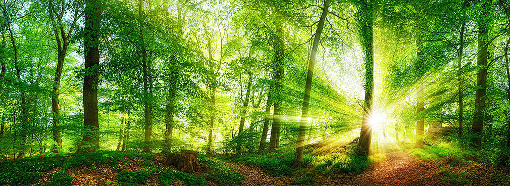 Forest with many trees and sun rays