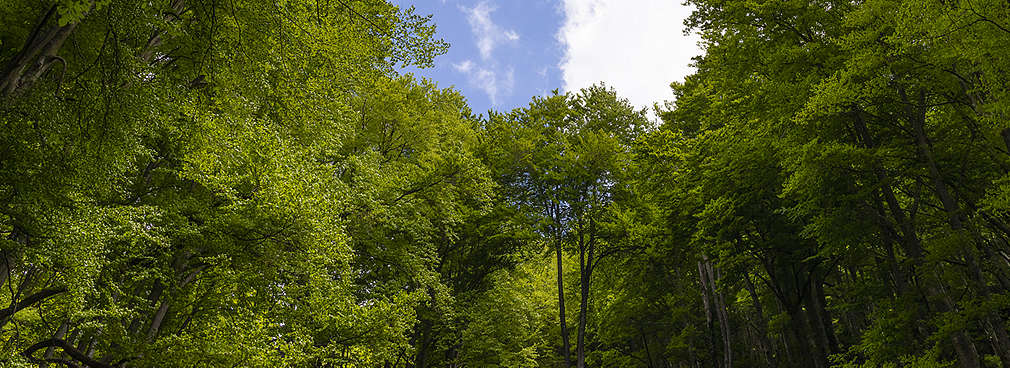 Изображение на множество зелени дървета
