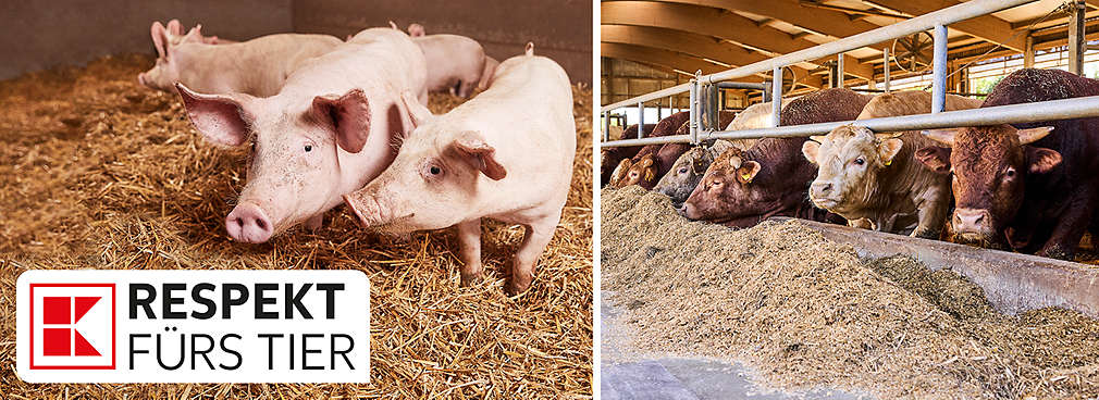 Schweine und Kühe im Stall; Logo: K-Respekt fürs Tier